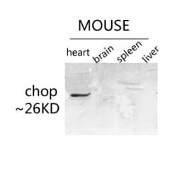 IHC-plus™ DDIT3 / CHOP Antibody (10-90 aa)