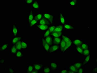 HIST1H4I Antibody