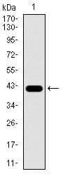 PCNA Antibody (aa53-196, clone 7H4F8)