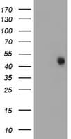 FOXI1 Antibody (aa111-350, clone OTI2C1, Carrier-free)
