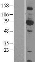 Human HSF4 Protein (Over-Expression Lysate Myc-DDK (Flag))