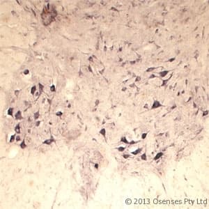 SEC22B Antibody (aa2-50)