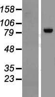 RGL3 Protein (Over-Expression Lysate Myc-DDK (Flag))