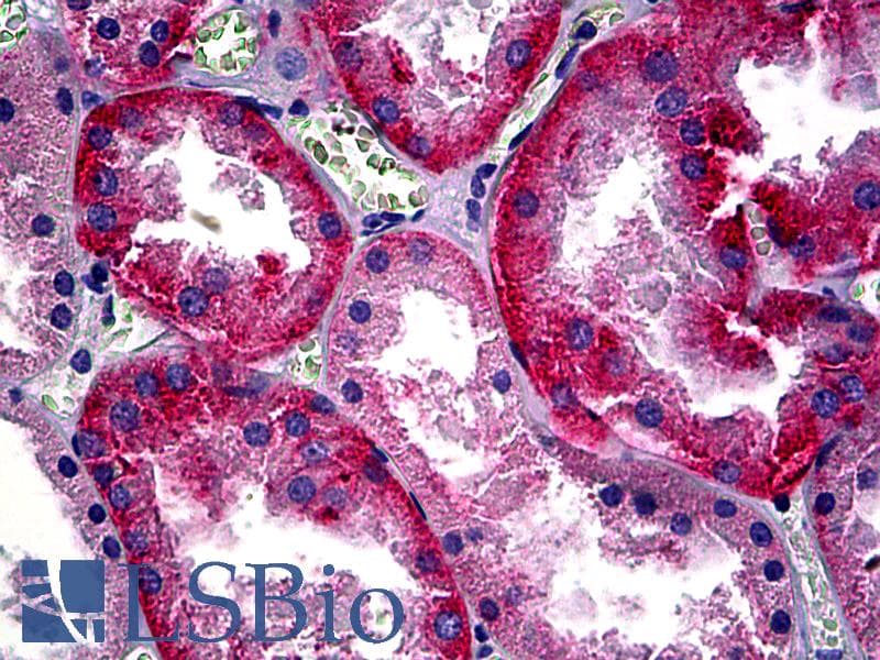 IHC-plus™ Basigin / Emmprin / CD147 Antibody (clone UM-8D6)
