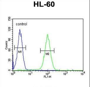 LNPEP Antibody (aa23-52)