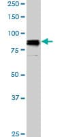 Monoclonal Mouse anti-Human SP1 Antibody (clone 4H6, IF, WB)