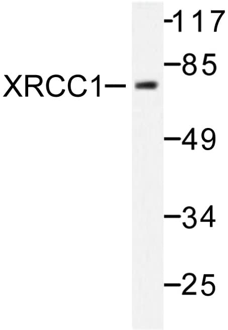 XRCC1 Antibody (Gly552)