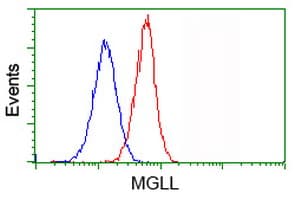 MGLL / Monoacylglycerol Lipase Antibody (clone OTI4D1)