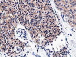 CBWD1 Antibody (clone OTI9H5)