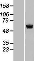 Human STAU1 / Staufen Protein (Over-Expression Lysate Myc-DDK (Flag))