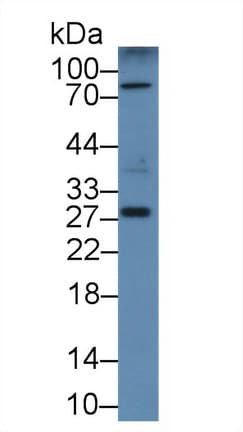 CD302 Antibody (aa21-225, APC)