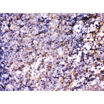BCAR3 Antibody (aa791-825)