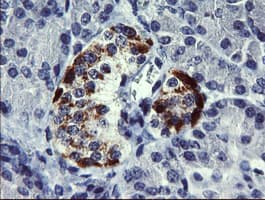 CHGA / Chromogranin A Antibody (clone OTI1B8)