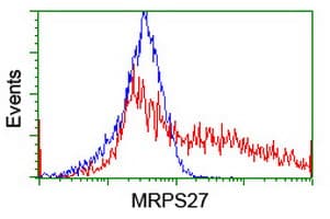 MRPS27 Antibody (clone OTI6E5)