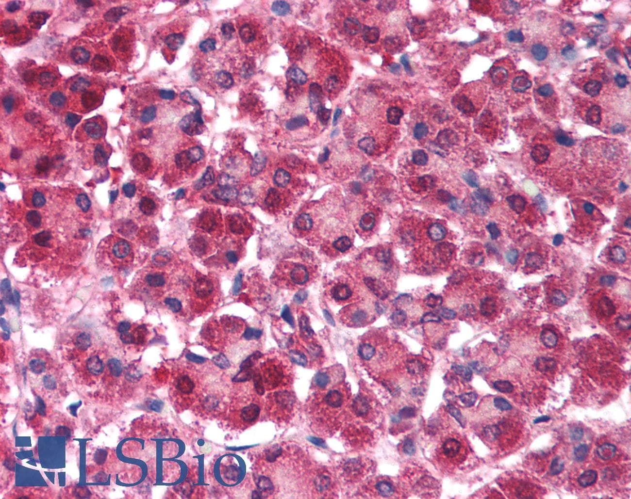 IHC-plus™ PARK7 / DJ-1 Antibody (C-Terminus)