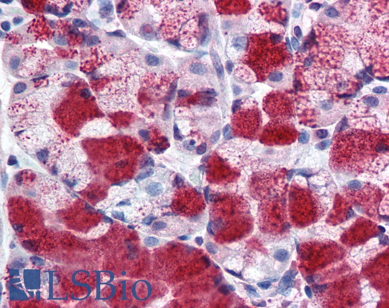 IHC-plus™ MUC13 Antibody (Extracellular Domain)