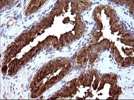 HSD17B4 Antibody (clone OTI1F3)