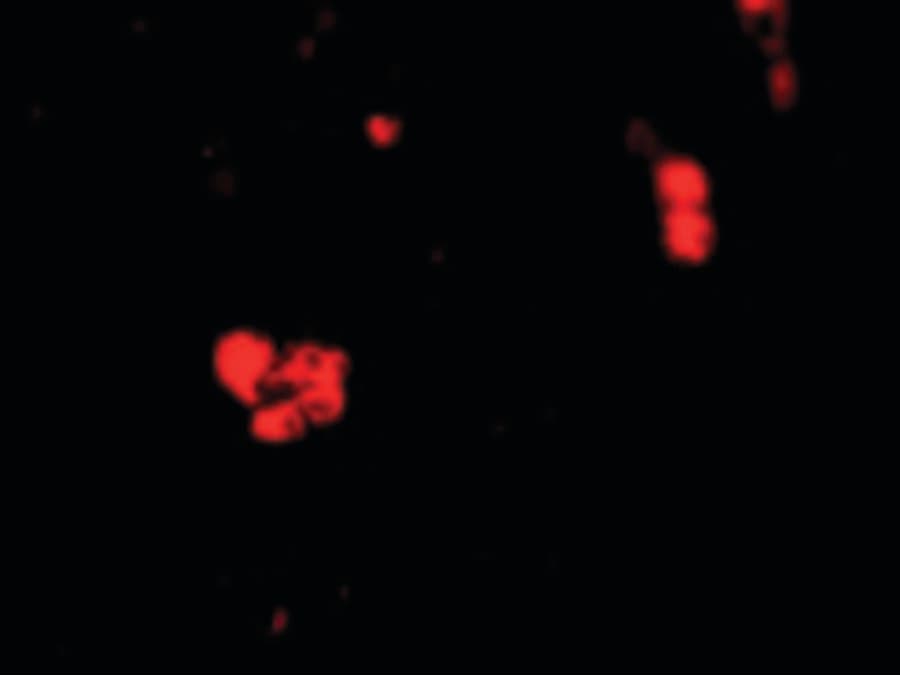 IHC-plus™ CIDEB Antibody