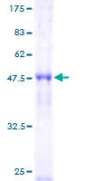 Human ORC4L / ORC4 Protein (Recombinant GST)