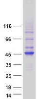 Human HAUS4 Protein (Recombinant Myc-DDK (Flag))