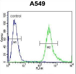 IHC-plus™ SLC25A6 / ANT3 Antibody (aa128-155)