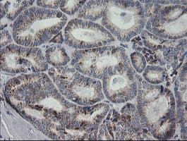 MRPS34 Antibody (clone OTI4C9)