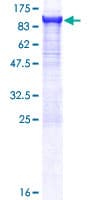 Human CPSF3 / CPSF Protein (Recombinant GST)