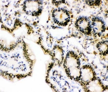 Ubiquitin Antibody (aa77-152)