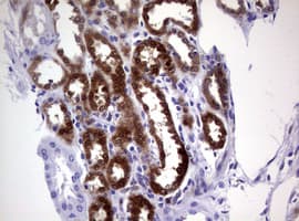 GSTP1 / GST Pi Antibody (clone OTI4B6, Carrier-free)