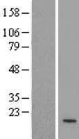 Human ZNF611 Protein (Over-Expression Lysate Myc-DDK (Flag))