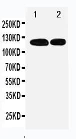 RBL1 / p107 Antibody (aa1048-1068)