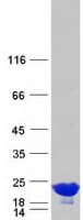 Human CRYAA / Alpha A Crystallin Protein (Recombinant Myc-DDK (Flag))