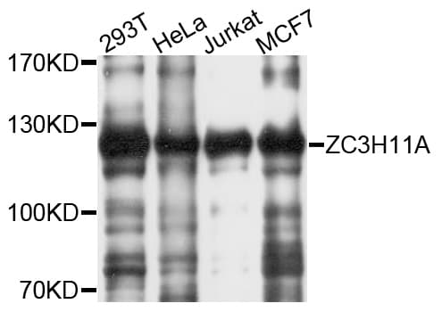 ZC3H11A Antibody