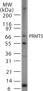 PRMT5 Antibody
