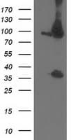 PSMD2 Antibody (clone OTI1B4)