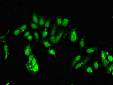 CLOCK Antibody