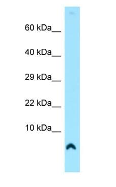 COX7A1 Antibody (aa7-56)