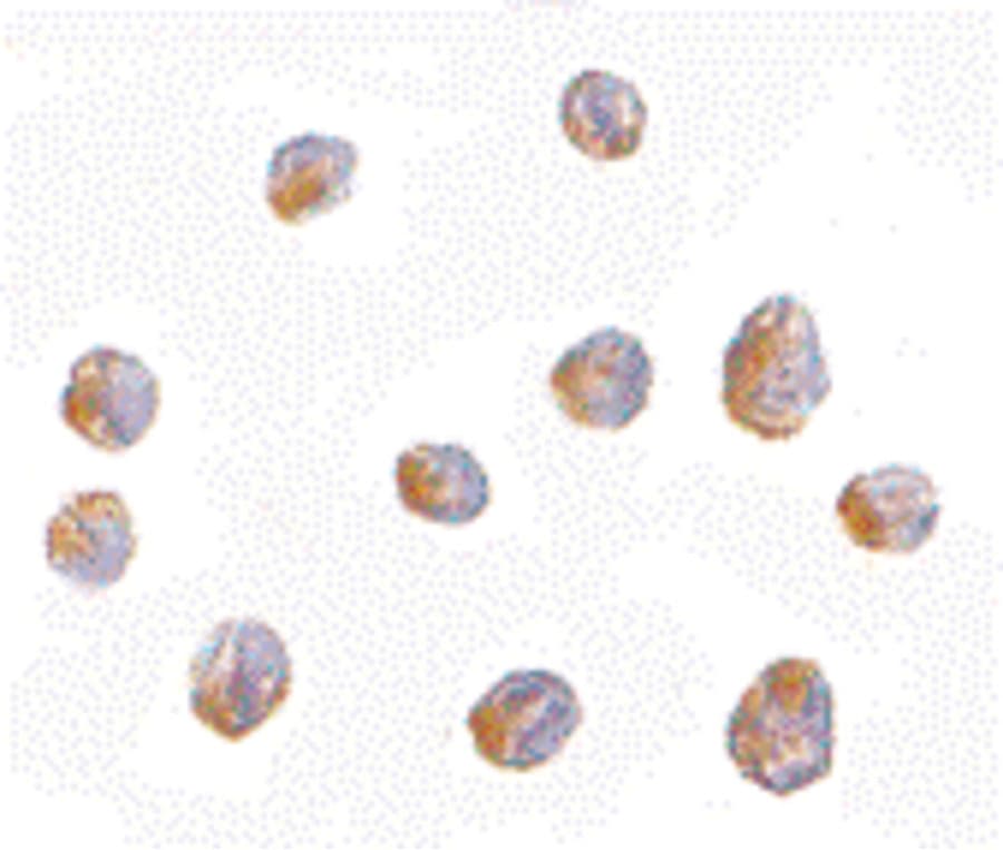 IHC-plus™ PAFAH1B1 / LIS1 Antibody