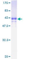 Human MFI2 / p97 Protein (Recombinant GST)