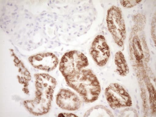 VIP Antibody (clone OTI1E8)