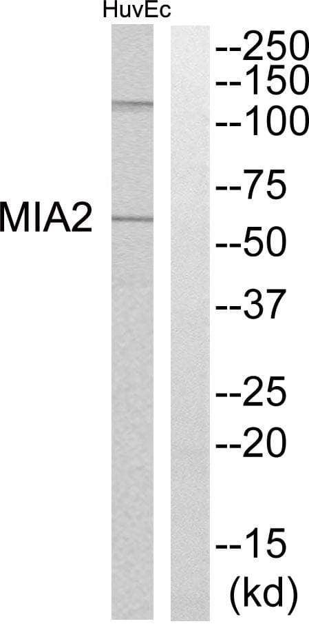 Polyclonal Rabbit anti-Human MIA2 Antibody (WB)