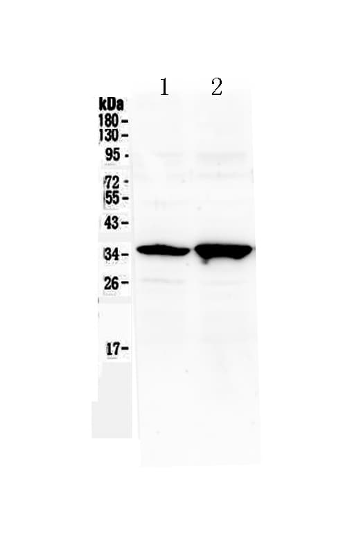 SIX3 Antibody