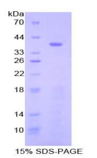 Mouse STAP1 / BRDG1 Protein (Recombinant His-T7)