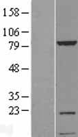 KIAA1530 Protein (Over-Expression Lysate Myc-DDK (Flag))