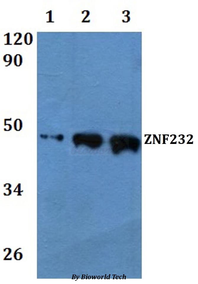 Polyclonal Rabbit anti-Human ZNF232 Antibody (WB)