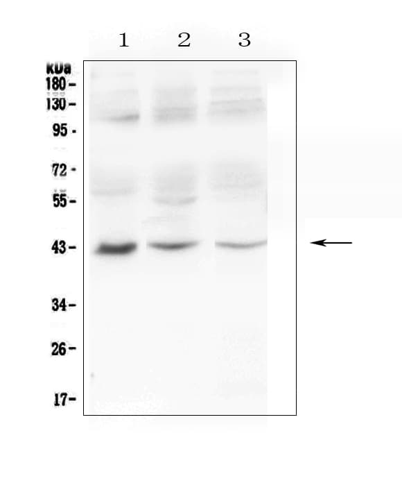 MAdCAM-1 Antibody
