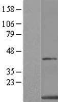 XTP4 / C17orf37 Protein (Over-Expression Lysate Myc-DDK (Flag))