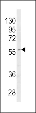 CYP4B1 Antibody (aa331-362)