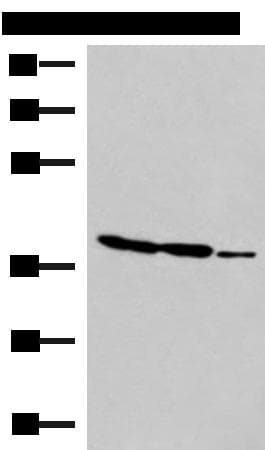 GIMAP2 Antibody