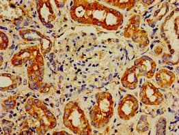 IPP Antibody
